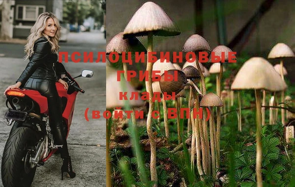 PSILOCYBIN Аркадак